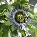 Passion Flower by susiemc