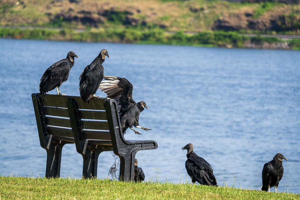 Black Vultures by kvphoto