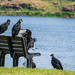 Black Vultures by kvphoto