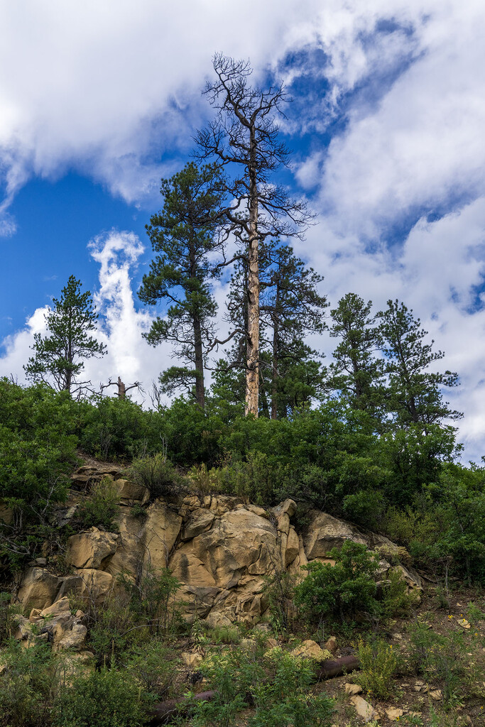 Day 4: Sugarite Canyon by kvphoto