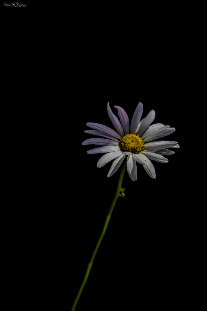 Single Flower by pcoulson