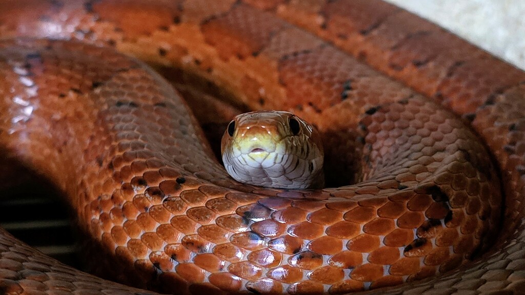 224/366 - Dexter the corn snake  by isaacsnek