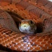 224/366 - Dexter the corn snake  by isaacsnek