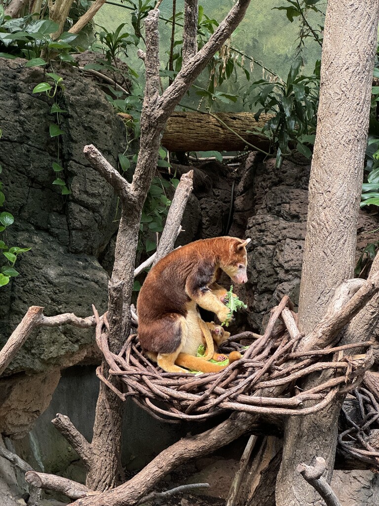 Tree Kangaroo & Joey by blackmutts