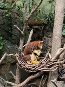 11th Aug 2024 - Tree Kangaroo & Joey