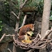 Tree Kangaroo & Joey by blackmutts