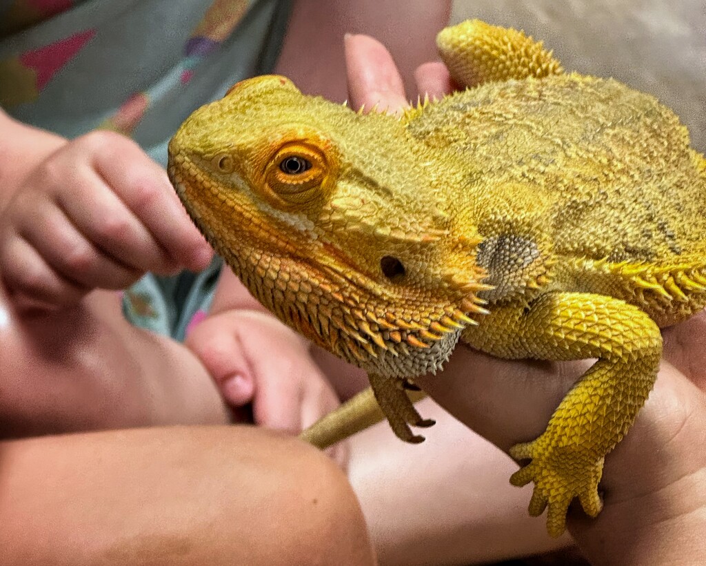 Today we met a bearded dragon by anncooke76