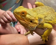 11th Aug 2024 - Today we met a bearded dragon