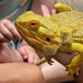 Today we met a bearded dragon by anncooke76