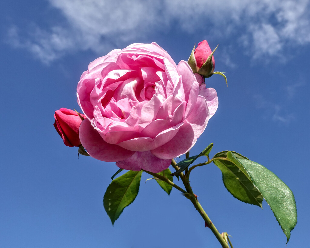 Pink, Blue and White Fluffy clouds  by phil_howcroft