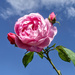 Pink, Blue and White Fluffy clouds  by phil_howcroft