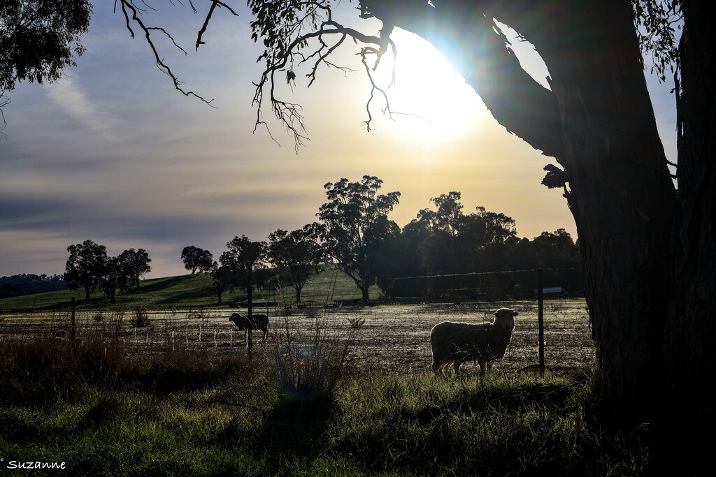 Rural morning by ankers70