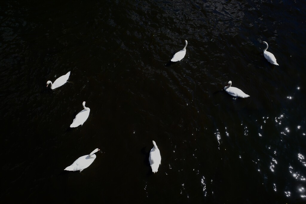 Swans on the Landwehr Canal by vincent24