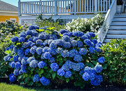 11th Aug 2024 - Hydrangea