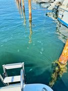 12th Aug 2024 - Jellyfishes. 