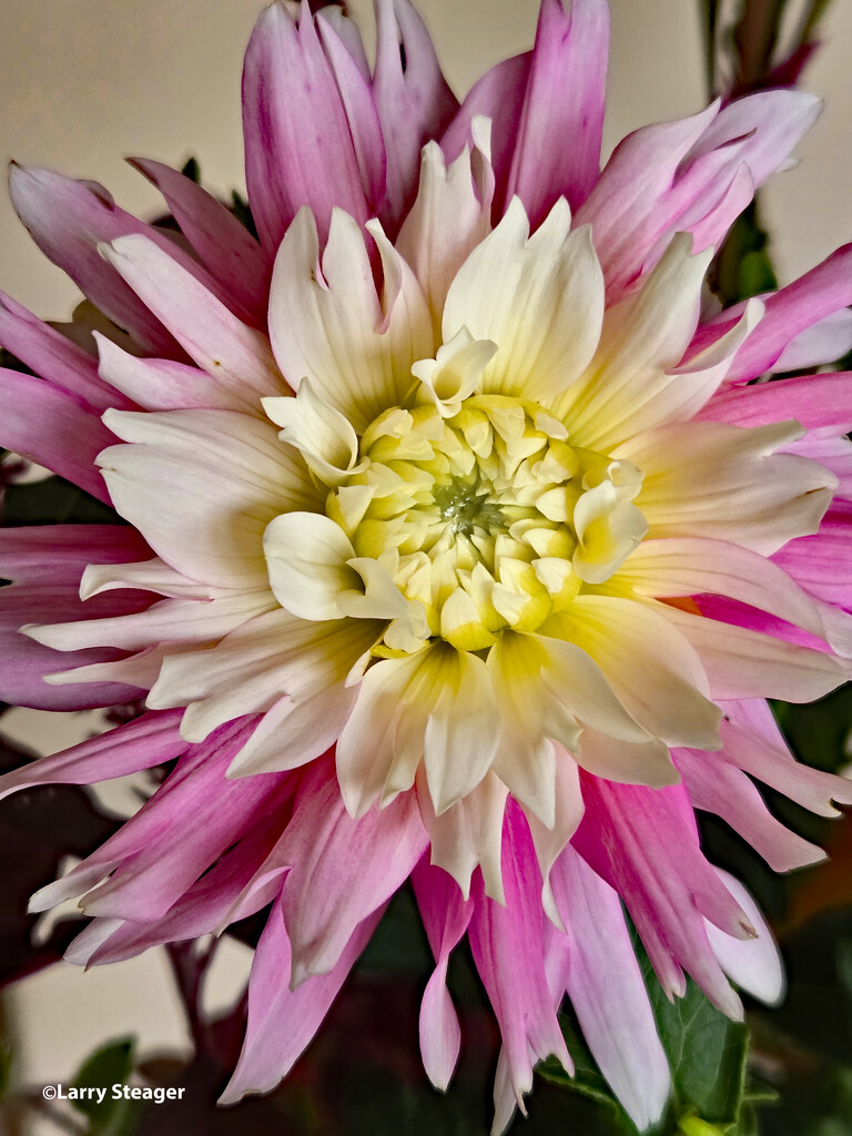 Dahlia April Dawn by larrysphotos