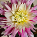 Dahlia April Dawn by larrysphotos