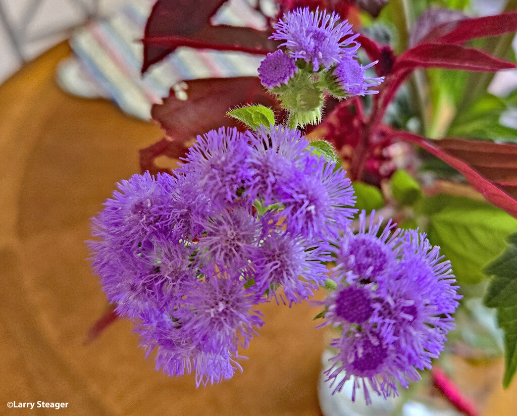 Ageratum bumble blue by larrysphotos