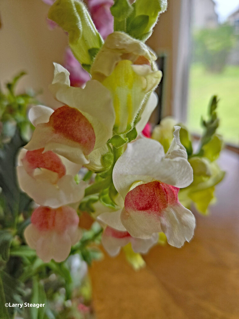 White Pink snapdragons by larrysphotos