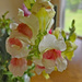 White Pink snapdragons by larrysphotos