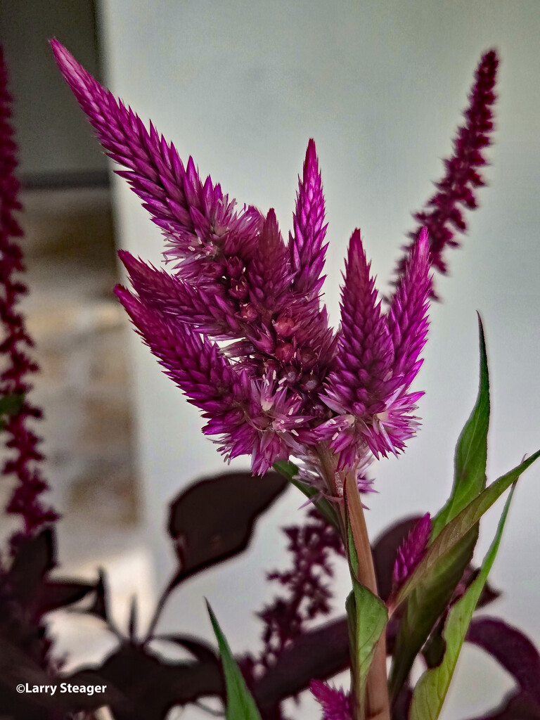 Celosia by larrysphotos