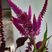 Celosia by larrysphotos