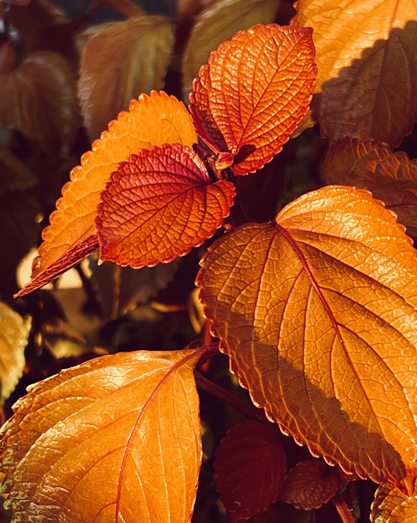 Coleus  by calm