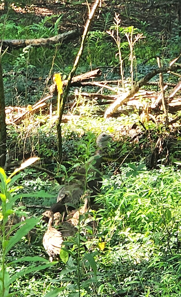 Wild Turkey Family by jo38