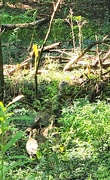 10th Aug 2024 - Wild Turkey Family