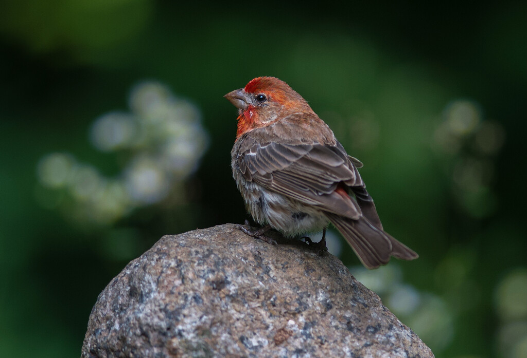 Papa House Finch by berelaxed