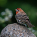 Papa House Finch by berelaxed