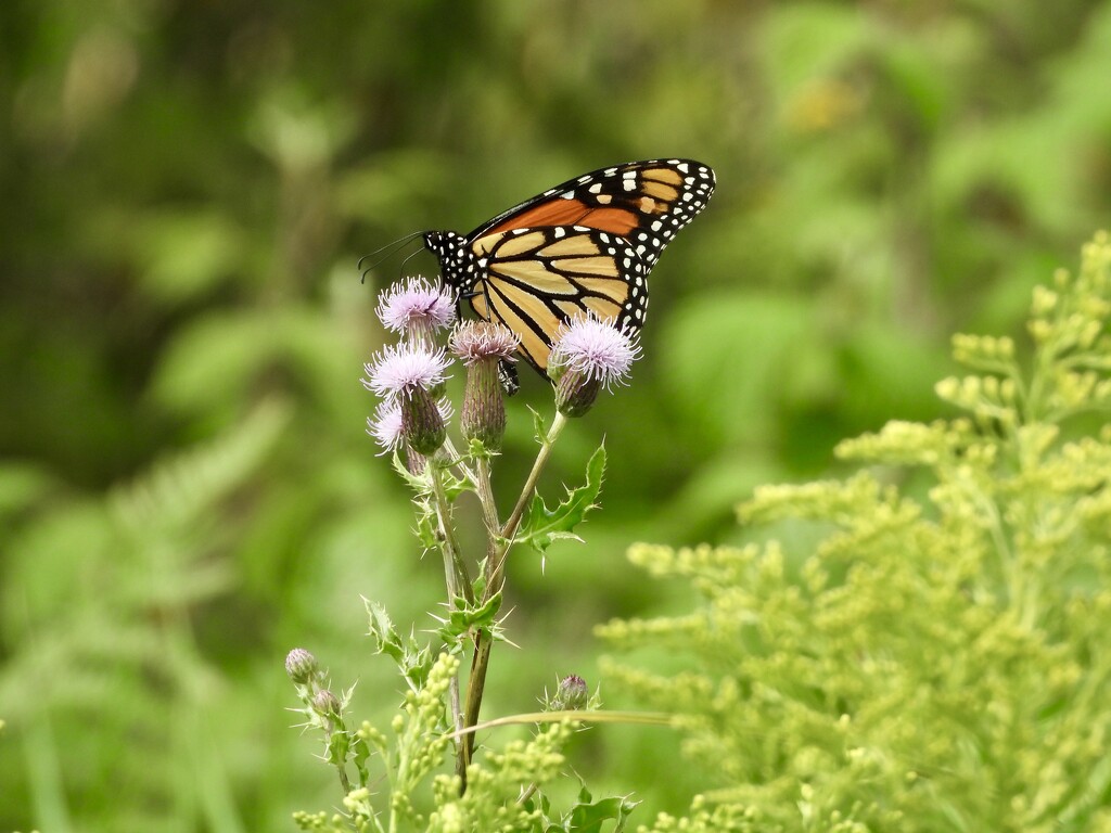 butterfly bokeh by amyk