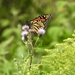 butterfly bokeh by amyk