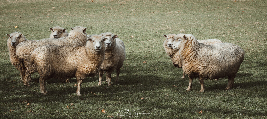 Sheep by yorkshirekiwi