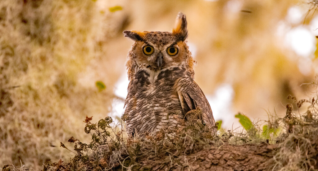 Great Horned Owl Juvenile! by rickster549