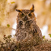 Great Horned Owl Juvenile! by rickster549