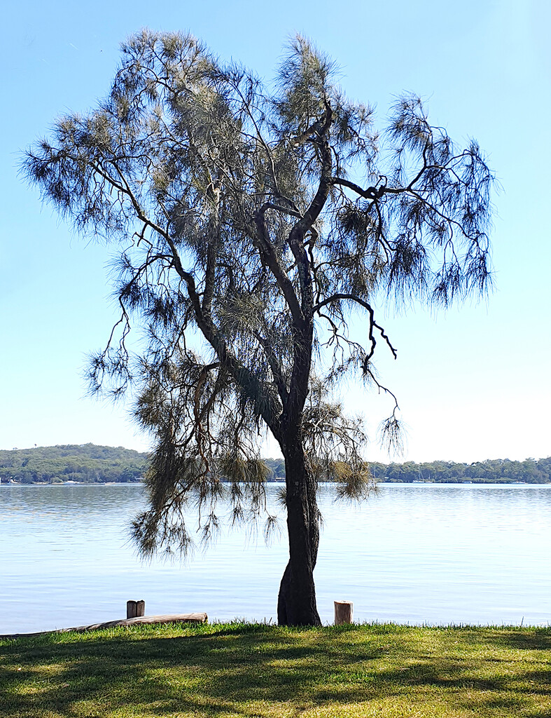 The Lone Tree by onewing