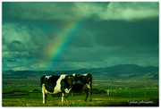 12th Aug 2024 - Somewhere under the Rainbow