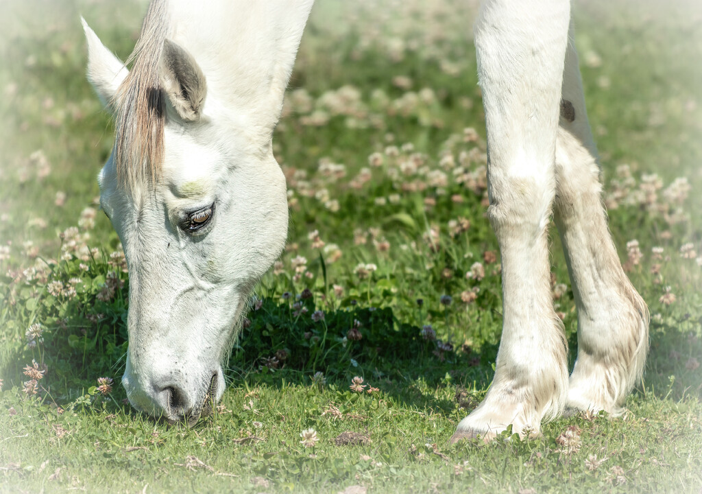 My favourite horses by ludwigsdiana