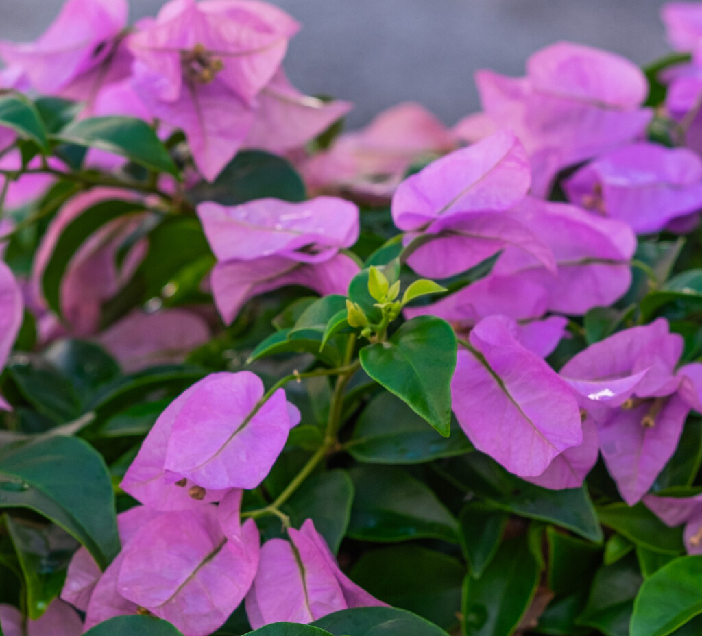 Pink Flowers on Jalan Green Hall, by ianjb21