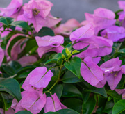 9th Aug 2024 - Pink Flowers on Jalan Green Hall,