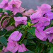 Pink Flowers on Jalan Green Hall, by ianjb21