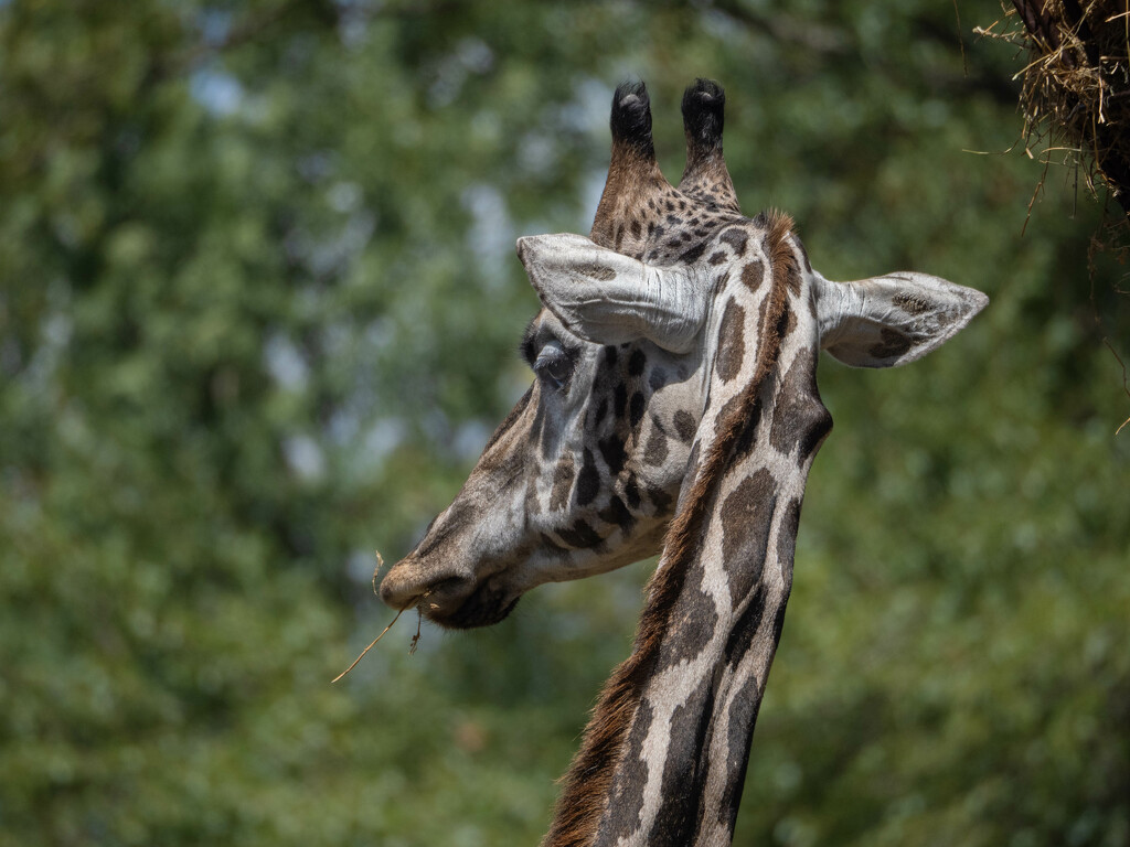 A discreet glance by haskar