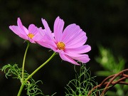 12th Aug 2024 - Cosmos 