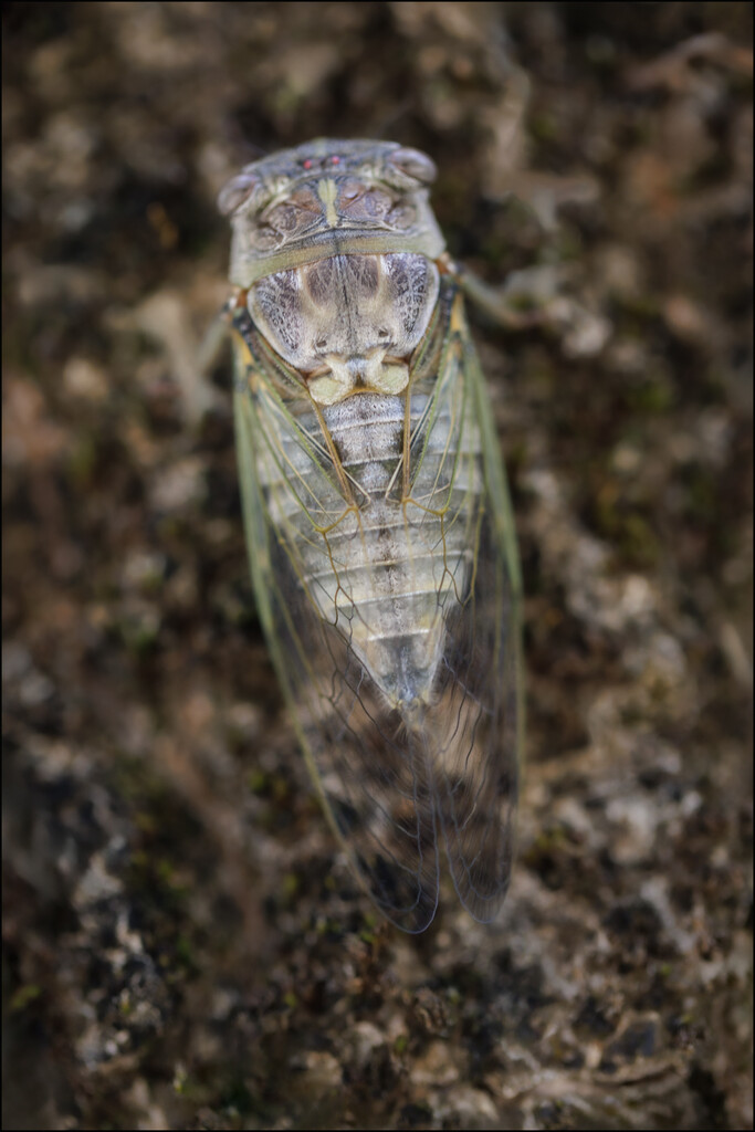 1 - Cicada by marshwader