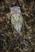 1st Jul 2024 - 1 - Cicada