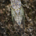 1 - Cicada by marshwader