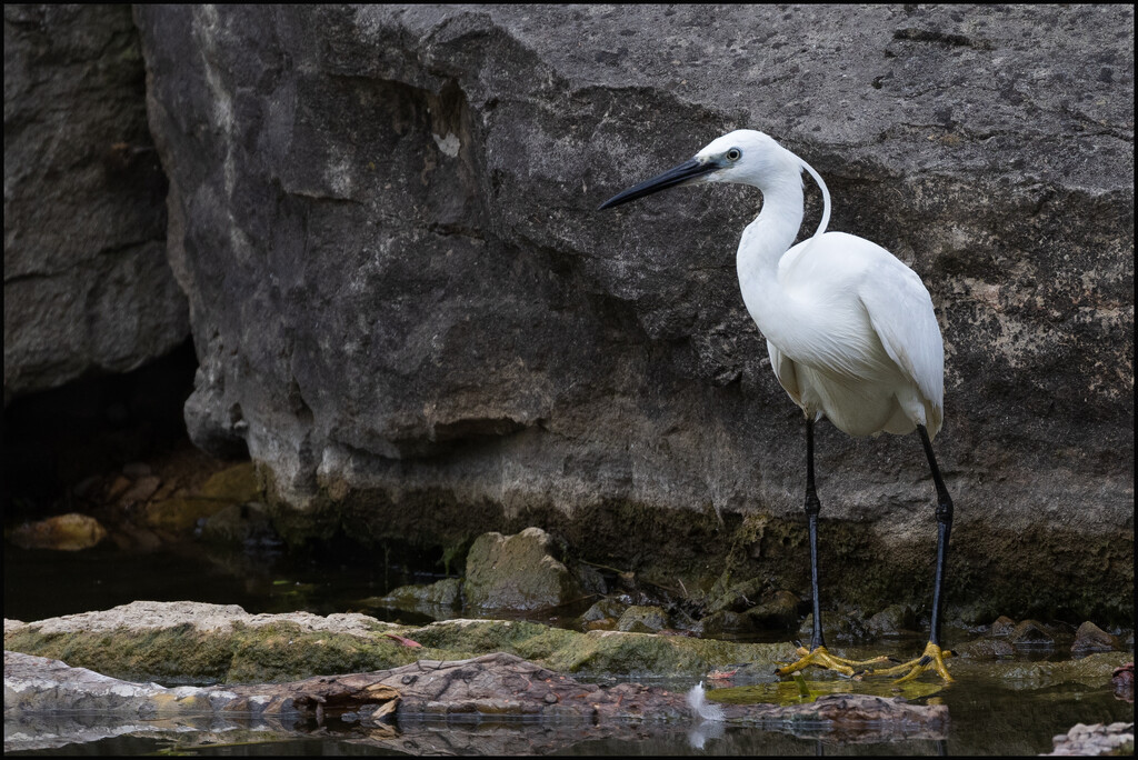 4 - Egret by marshwader