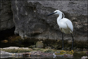 4th Jul 2024 - 4 - Egret