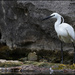 4 - Egret by marshwader